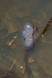 Spotted Salamander, Ambystoma maculatum