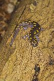 Spotted Salamander, Ambystoma maculatum