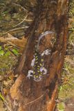 Spotted Salamander, Ambystoma maculatum