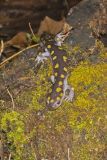 Spotted Salamander, Ambystoma maculatum