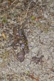 Spotted Salamander, Ambystoma maculatum