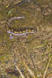 Spotted Salamander, Ambystoma maculatum