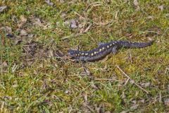 Spotted Salamander, Ambystoma maculatum