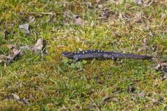 Spotted Salamander, Ambystoma maculatum