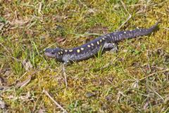 Spotted Salamander, Ambystoma maculatum