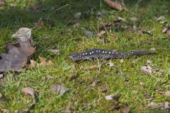 Spotted Salamander, Ambystoma maculatum