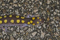Spotted Salamander, Ambystoma maculatum