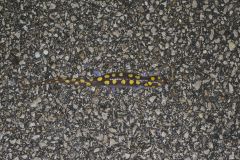 Spotted Salamander, Ambystoma maculatum