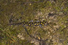 Spotted Salamander, Ambystoma maculatum