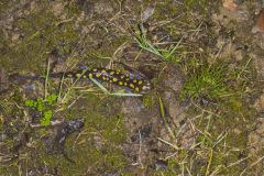 Spotted Salamander, Ambystoma maculatum