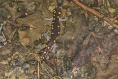Spotted Salamander, Ambystoma maculatum