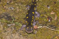 Spotted Salamander, Ambystoma maculatum