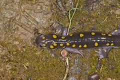 Spotted Salamander, Ambystoma maculatum