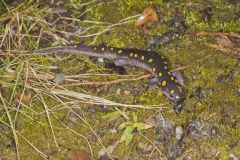 Spotted Salamander, Ambystoma maculatum