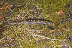 Spotted Salamander, Ambystoma maculatum