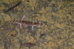 Spotted Salamander, Ambystoma maculatum
