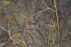 Spotted Salamander, Ambystoma maculatum