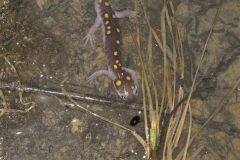 Spotted Salamander, Ambystoma maculatum