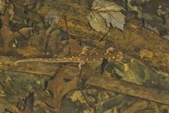 Spotted Salamander, Ambystoma maculatum