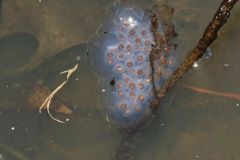 Spotted Salamander, Ambystoma maculatum