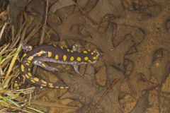 Spotted Salamander, Ambystoma maculatum