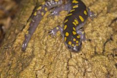 Spotted Salamander, Ambystoma maculatum