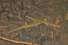 Spotted Salamander, Ambystoma maculatum