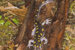 Spotted Salamander, Ambystoma maculatum