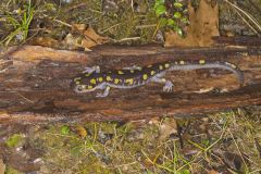 Spotted Salamander, Ambystoma maculatum