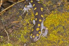 Spotted Salamander, Ambystoma maculatum