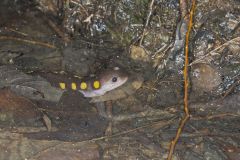 Spotted Salamander, Ambystoma maculatum