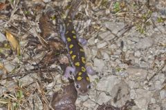 Spotted Salamander, Ambystoma maculatum