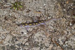 Spotted Salamander, Ambystoma maculatum