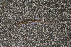 Spotted Salamander, Ambystoma maculatum