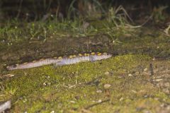 Spotted Salamander, Ambystoma maculatum