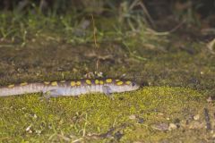 Spotted Salamander, Ambystoma maculatum