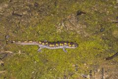 Spotted Salamander, Ambystoma maculatum