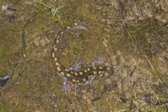 Spotted Salamander, Ambystoma maculatum
