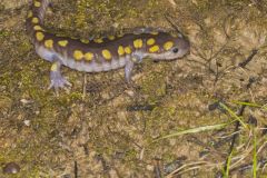 Spotted Salamander, Ambystoma maculatum