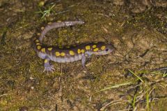 Spotted Salamander, Ambystoma maculatum