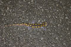 Spotted Salamander, Ambystoma maculatum