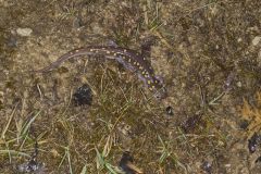 Spotted Salamander, Ambystoma maculatum