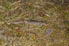 Spotted Salamander, Ambystoma maculatum