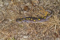 Spotted Salamander, Ambystoma maculatum