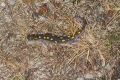 Spotted Salamander, Ambystoma maculatum