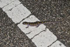 Spotted Salamander, Ambystoma maculatum
