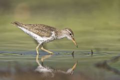 Spotted Sandpiper, Actitis macularius