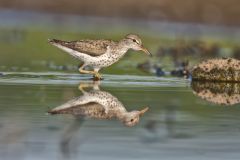 Spotted Sandpiper, Actitis macularius