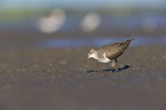 Spotted Sandpiper, Actitis macularius