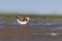 Spotted Sandpiper, Actitis macularius